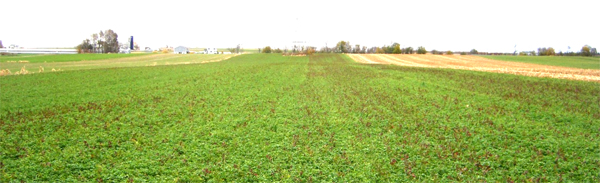 alalfa field treated with extracted compost tea