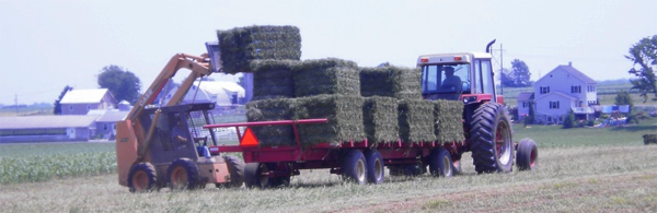 alfalfa with high relative feed value at harvest