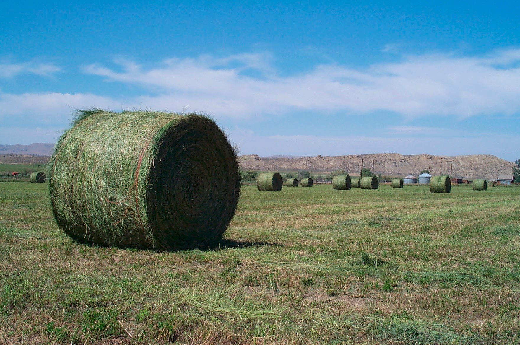 Сена кормовые. Alfalfa hay. Люцерна сено. Люцерна в тюках. Сено в рулонах и тюках.
