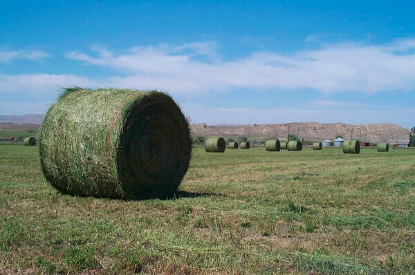 alfalfa harvest