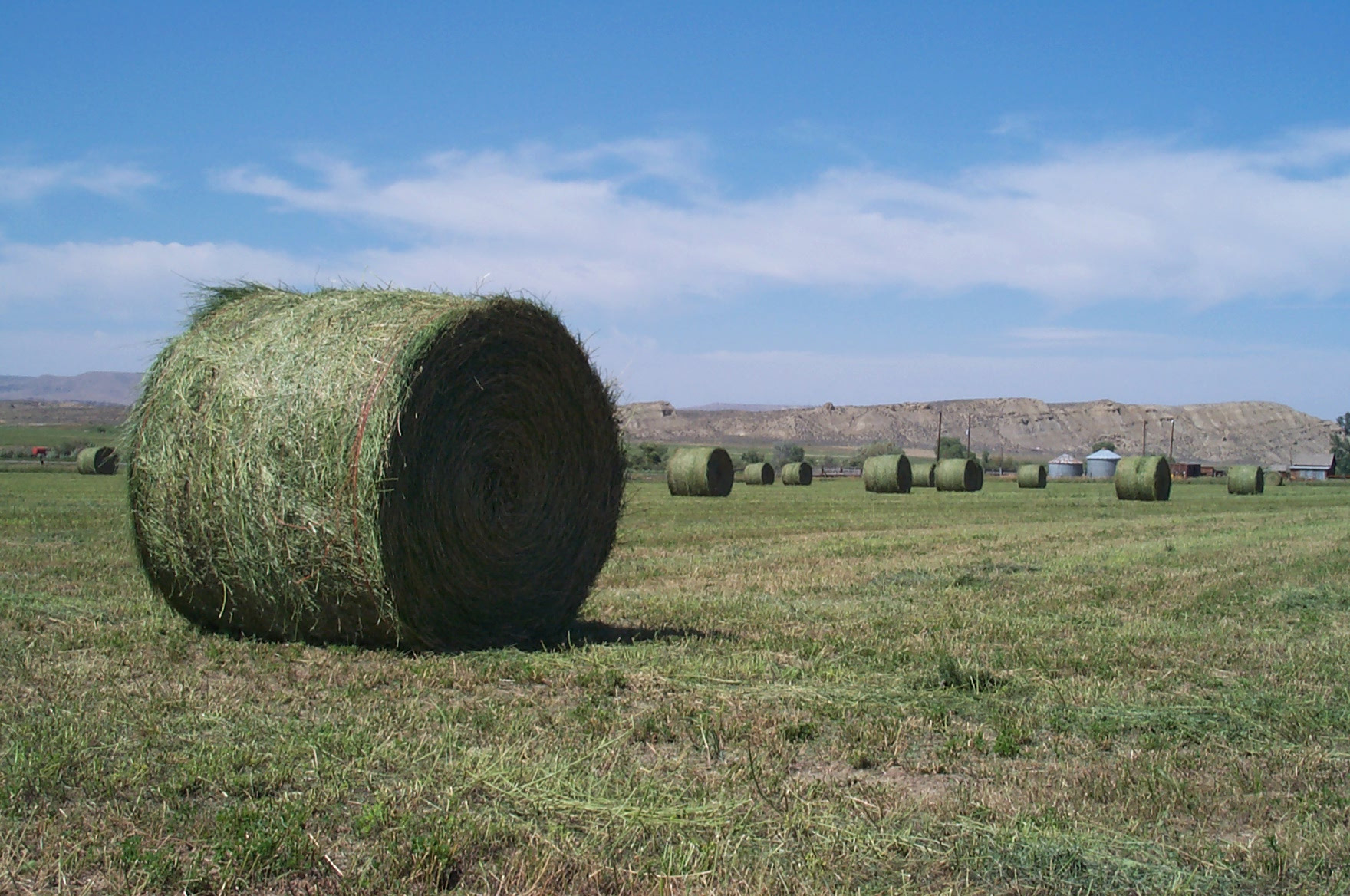 alfalfa harvest