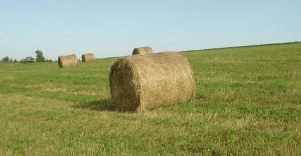 alfalfa bales