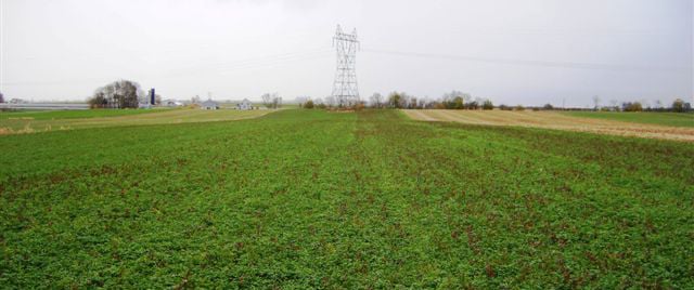 alfalfa field