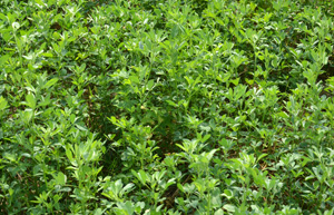 alfalfa feed on dairy farms