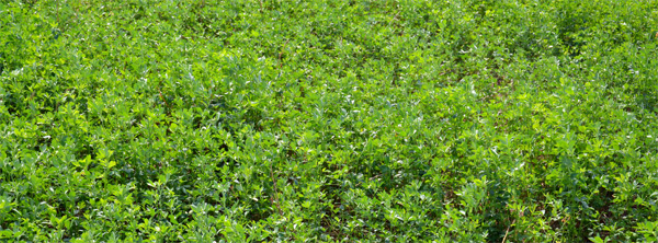 alfalfa field