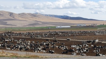 dairy producing piles of manure