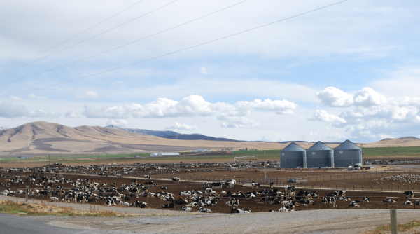 Webb Basin Dairy