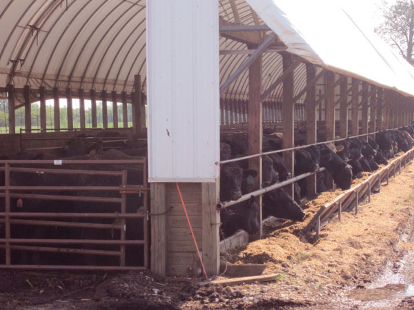 feedlot waste management