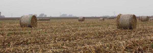 harvesting wheat fertilized with compost