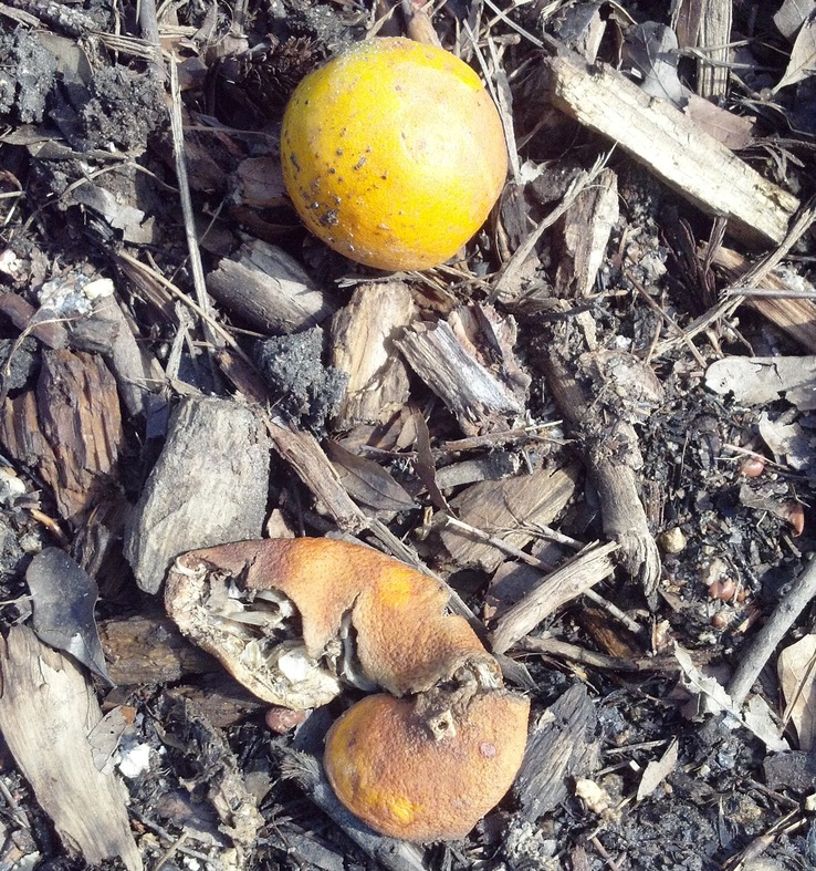 Food waste composting with an Aeromaster complements landfill